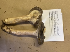 Lactarius kauffmanii