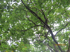 Dendrocitta formosae