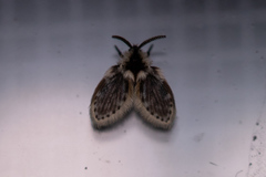 Lepiseodina conspicua