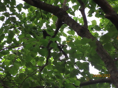 Dendrocitta formosae formosae