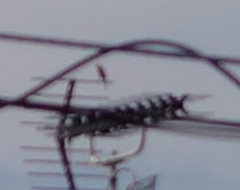 Phoenicurus auroreus