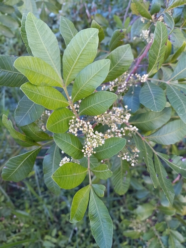 Schinus terebinthifolia iNat (2)