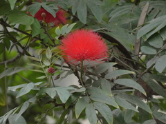 Calliandra haematocephala