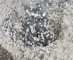 Semibalanus balanoides