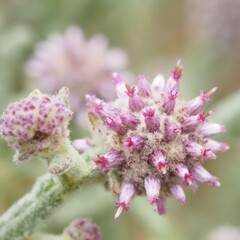 Pterocaulon sphacelatum