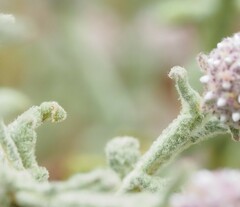 Pterocaulon sphacelatum