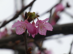 Prunus