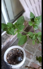 Richardia brasiliensis