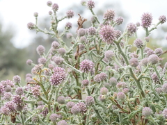 Pterocaulon sphacelatum