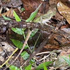 Diploderma polygonatum polygonatum