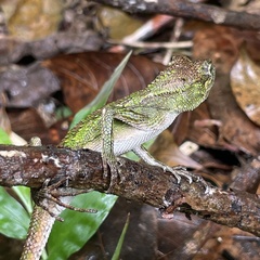 Diploderma polygonatum polygonatum