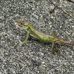 Diploderma polygonatum polygonatum