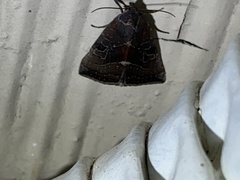 Galgula