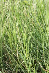 Panicum repens