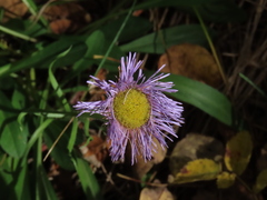 Erigeron glabellus