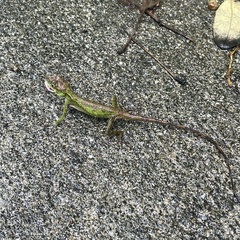 Diploderma polygonatum polygonatum