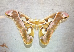 Rothschildia lebeau