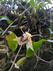 Coelogyne ovalis