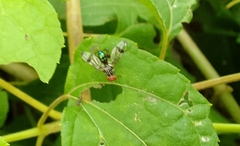 Richardia eburneosignata