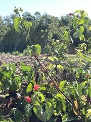 Malvaviscus arboreus