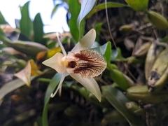 Coelogyne ovalis