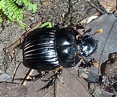 Dichotomius carolinus