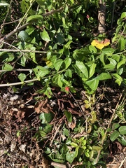 Malvaviscus arboreus