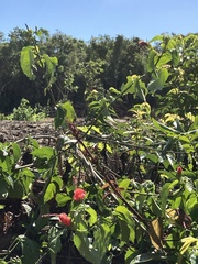 Malvaviscus arboreus