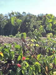 Malvaviscus arboreus