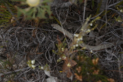 Pygopus lepidopodus