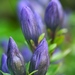 King's Scepter Gentian - Photo (c) Brent Miller, some rights reserved (CC BY-NC-ND)