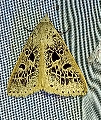 Herminodes atrosignata