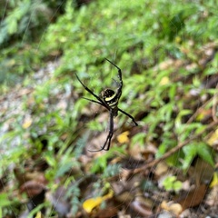 Argiope amoena