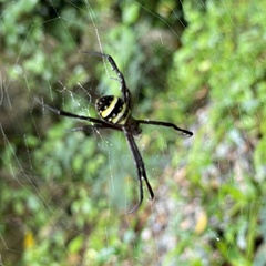 Argiope amoena