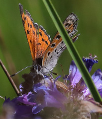 Lycaena cupreus