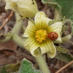 Henosepilachna argus