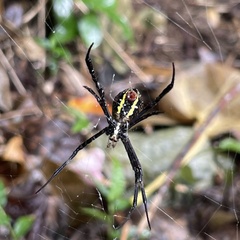Argiope amoena