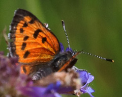 Lycaena cupreus
