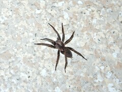 Uliodon