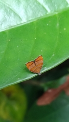 Choreutis achyrodes