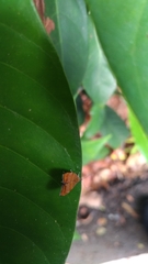 Choreutis achyrodes
