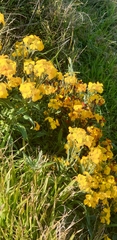 Erysimum