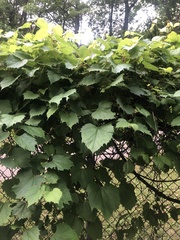 Vitis riparia