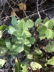 Eupatorium pubescens