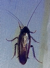 Ischnoptera