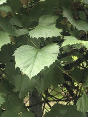Vitis riparia