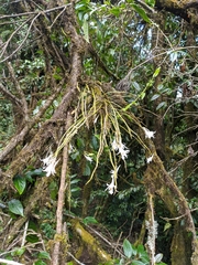 Dendrobium longicornu