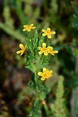 Zaluzianskya divaricata
