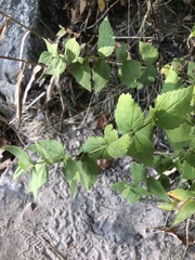 Eupatorium pubescens