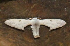 Penicillifera apicalis